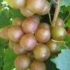 Fry Bronze Muscadine Grape Vine - 1 Gallon Pot
