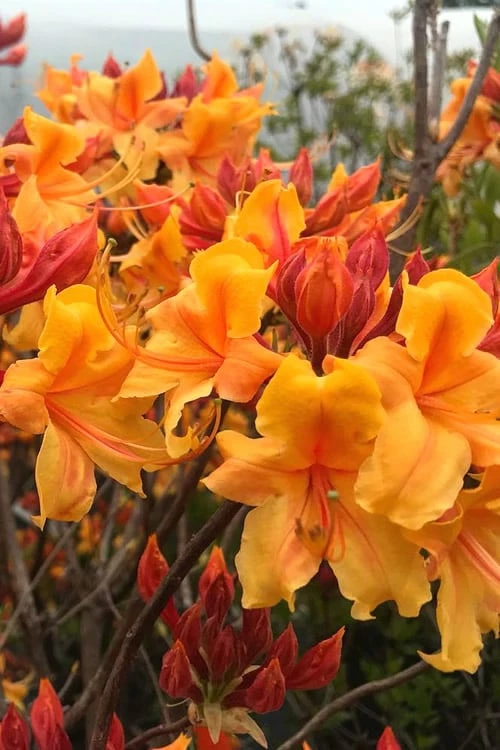 Four Kings Aromi Azalea (Rhododendron Hybrid) - 1 Gallon Pot - Image 5