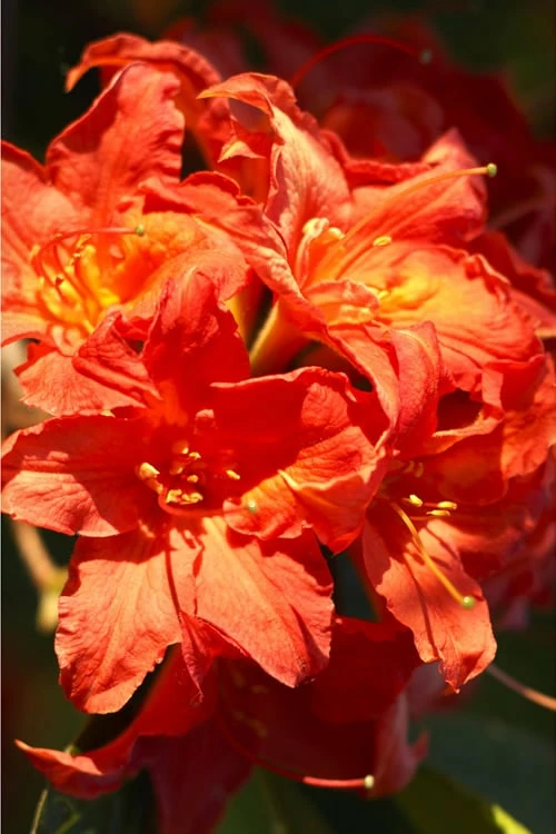Great Balls Of Fire Aromi Azalea (Rhododendron) - 3 Gallon Pot - Image 4