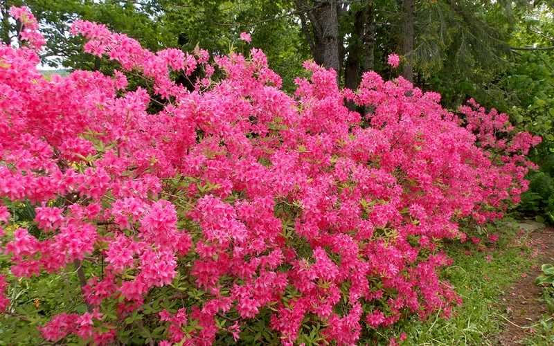 Rosy Lights Cold Hardy Azalea (Rhododendron) - 1 Gallon Pot - Image 5