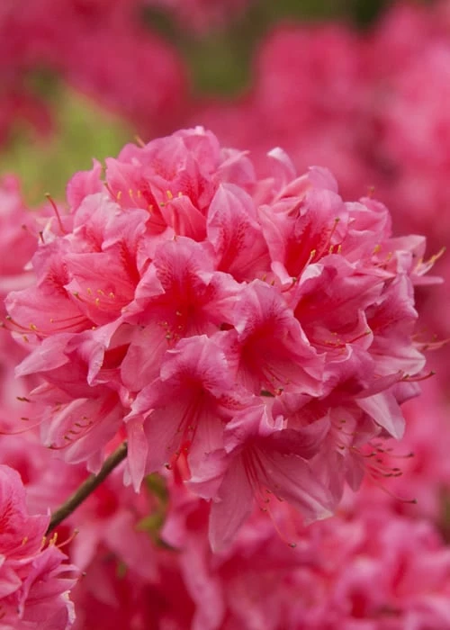 Rosy Lights Cold Hardy Azalea (Rhododendron) - 1 Gallon Pot - Image 4