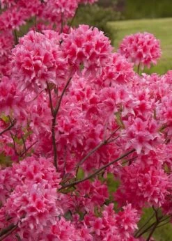 Rosy Lights Cold Hardy Azalea (Rhododendron) - 1 Gallon Pot