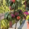 Bonanza Dwarf Patio Peach Tree - 3 Gallon Pot