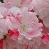 Peppermint Flowering Peach Tree - 2 Gallon Pot