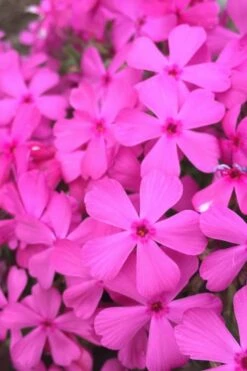 Drummond's Pink Creeping Phlox - 6 Pack Of 1 Gallon Pots