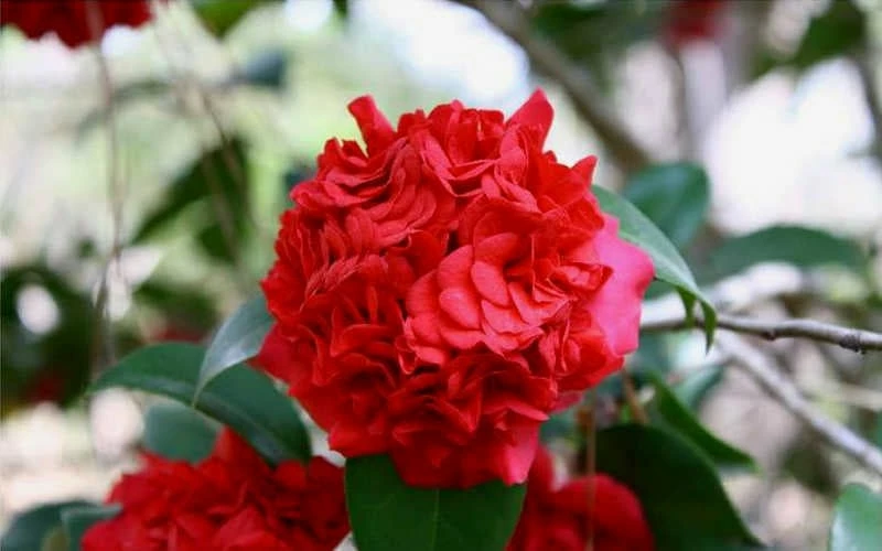 Professor Sargent Camellia Japonica - 3 Gallon Pot - Image 6