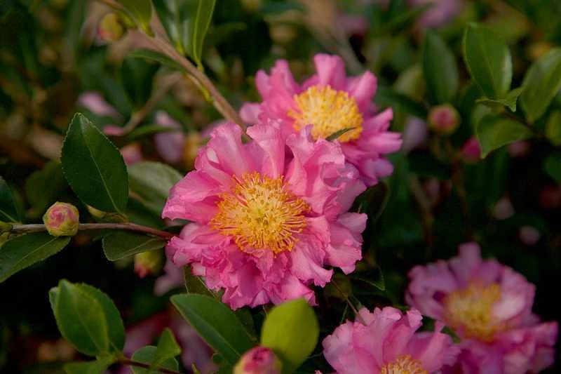 October Magic Carpet Dwarf Camellia - 1 Gallon Pot - Image 4