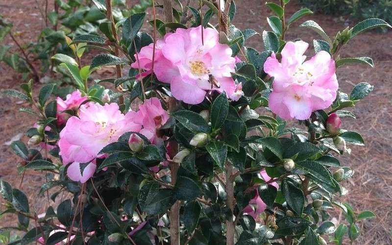 October Magic Orchid Camellia - 1 Gallon Pot - Image 5