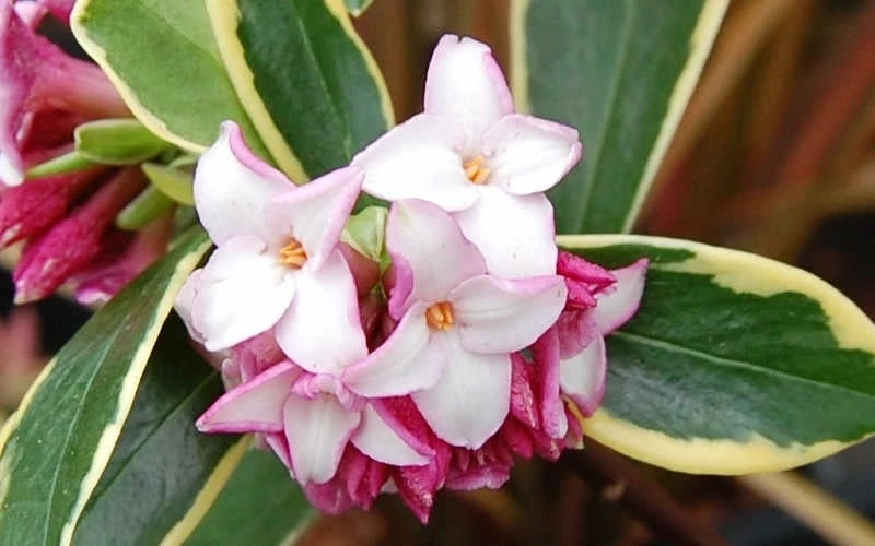 Variegated Pink Winter Daphne - 3 Gallon Pot - Image 4