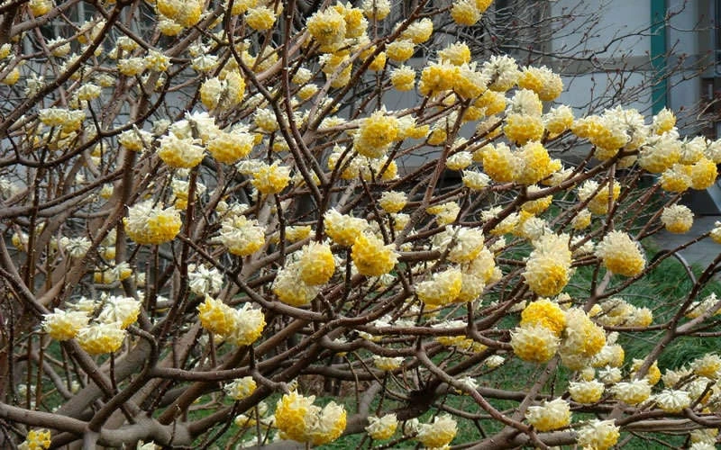 Winter Gold Edgeworthia Chrysantha - Paper Bush - 5 Gallon Pot - Image 8