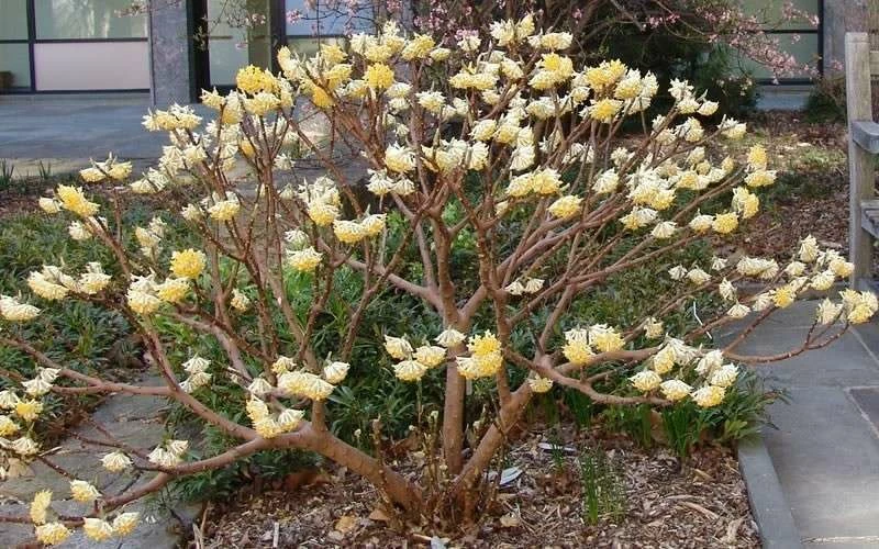 Edgeworthia Chrysantha - Paper Bush - 3 Gallon - Image 11