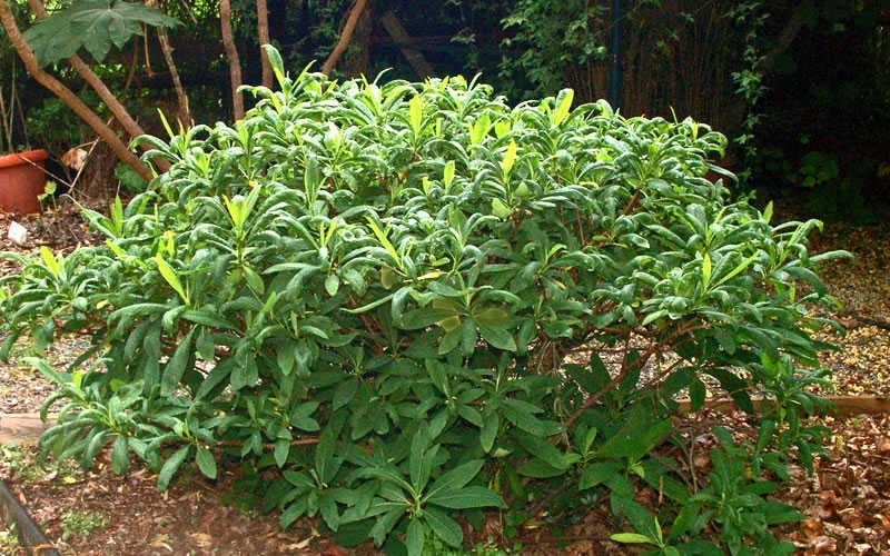 Winter Gold Edgeworthia Chrysantha - Paper Bush - 5 Gallon Pot - Image 11