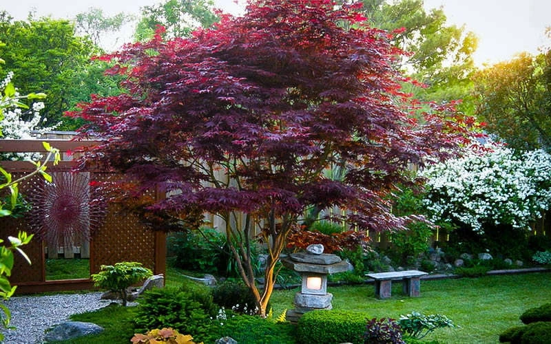 Bloodgood Red Leaf Japanese Maple - 1 Gallon Pot - Image 9