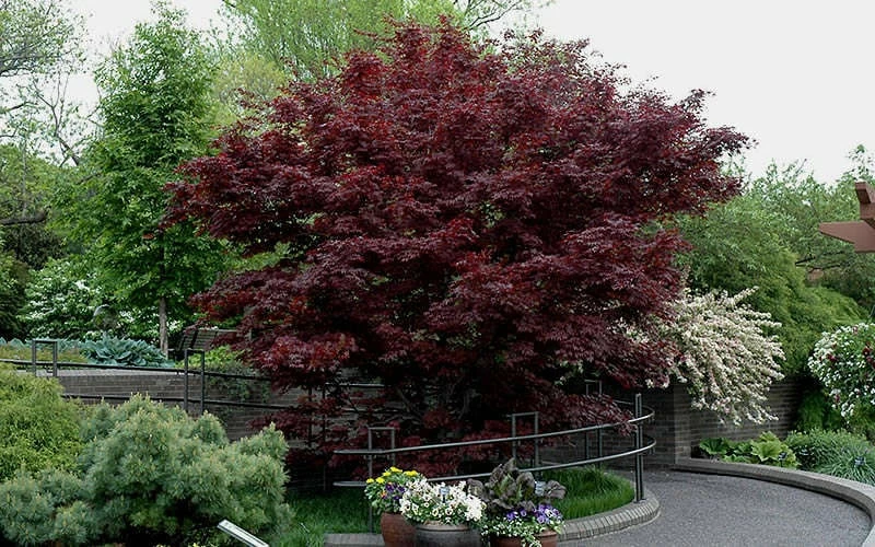 Bloodgood Red Leaf Japanese Maple - 1 Gallon Pot - Image 7