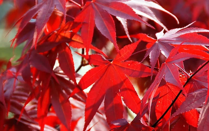 Fireglow Red Leaf Japanese Maple - 1 Gallon Pot - Image 7