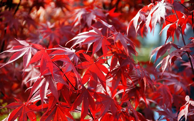 Fireglow Red Leaf Japanese Maple - 1 Gallon Pot - Image 8
