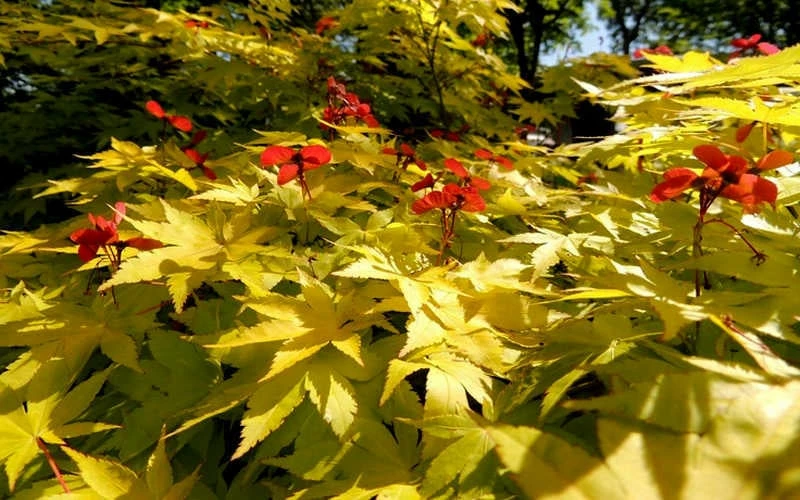 Summer Gold Japanese Maple - 3 Gallon Pot - Image 5