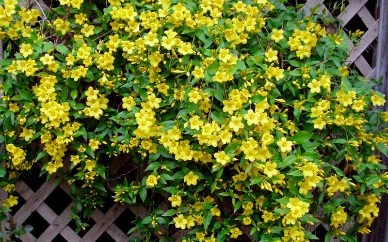 Carolina Yellow Jasmine - Jessamine (Gelsium Sempervirens) - 6 Pack Of 1 Gallon Pots - Image 6