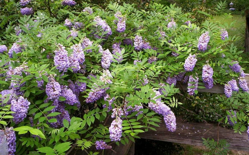 Amethyst Falls Wisteria Vine - 2 Gallon Pot - Image 7