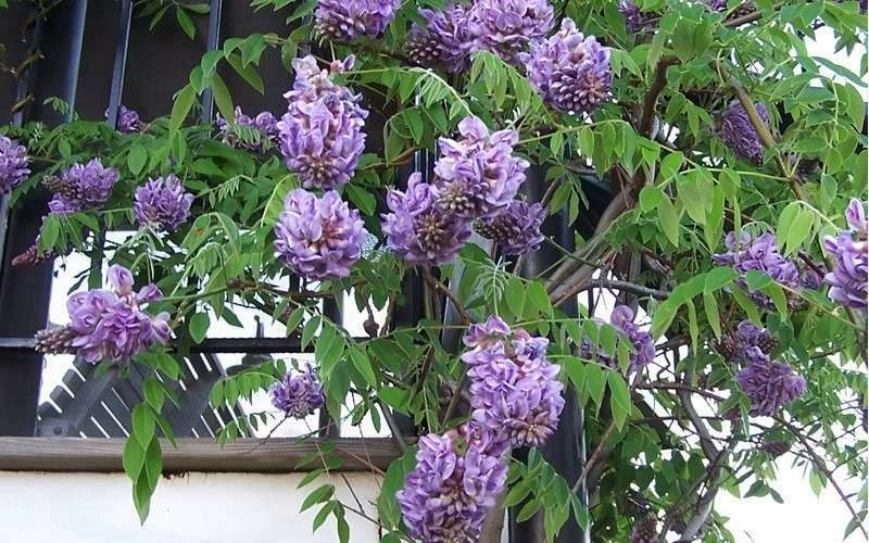 Amethyst Falls Wisteria Vine - 2 Gallon Pot - Image 9