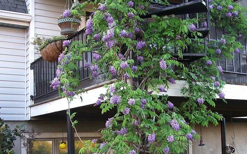 Amethyst Falls Wisteria Vine - 2 Gallon Pot - Image 8