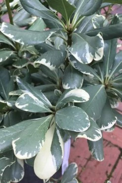 Variegated Pittosporum (Japanese Mock Orange) - 3 Gallon Pot