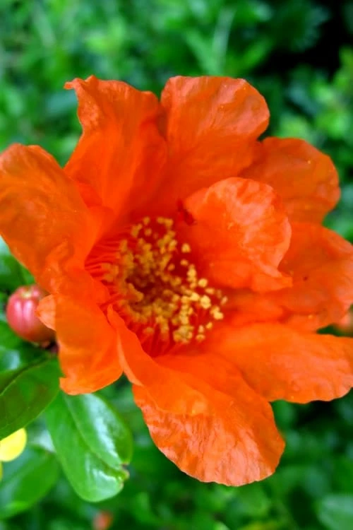 Russian Cold Hardy Pomegranate - 3 Gallon Pot - Image 5