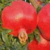 Russian 26 Cold Hardy Pomegranate - 3 Gallon Pot