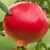 Salavatski Cold Hardy Russian Pomegranate - 3 Gallon Pot
