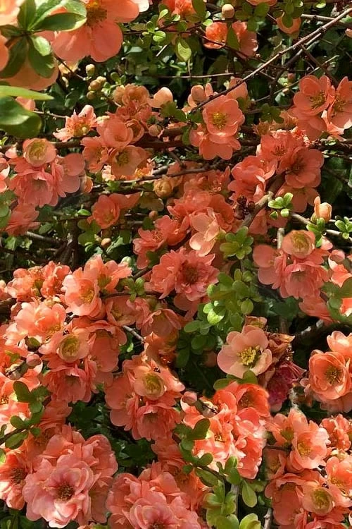 Cameo Flowering Quince - 3 Gallon Pot
