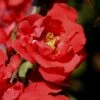 Iwai Nishiki Red Flowering Quince - 1 Gallon Pot