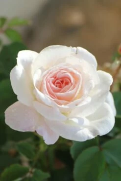 Brindabella Touch Of Pink Shrub Rose - 3 Gallon Pot
