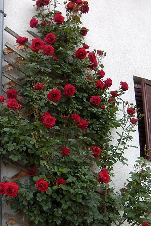 Don Juan Climbing Rose - 3 Gallon Pot - Image 7