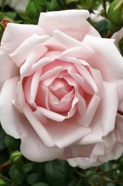 New Dawn Climbing Rose - 5 Gallon Pot