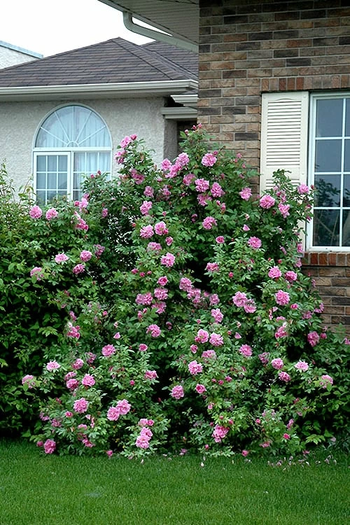 Therese Bugnet Rugosa Rose - 3 Gallon Pot - Image 4