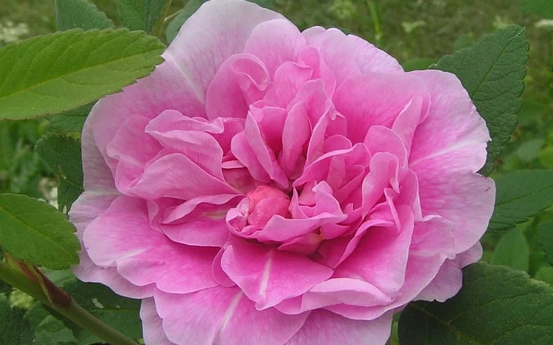 Therese Bugnet Rugosa Rose - 3 Gallon Pot - Image 6