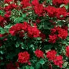 Winner's Circle Red Climbing Rose - 3 Gallon Pot