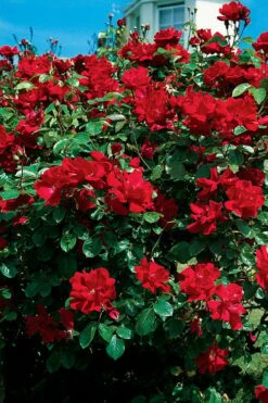 Winner's Circle Red Climbing Rose - 3 Gallon Pot