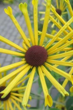 Henry Eilers Sweet Coneflower (Rudbeckia Daisy) - 1 Gallon Pot