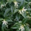 Confused Sweet Box (Sarcococca Confusa) - 6 Pack Of 1 Gallon Pots