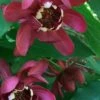 Aphrodite Sweetshrub (Carolina Allspice) - Calycanthus - 3 Gallon Pot