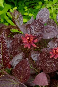 Burgundy Spice Sweetshrub (Calycanthus ) - 1 Gallon Pot
