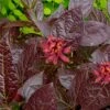 Burgundy Spice Sweetshrub (Calycanthus ) - 3 Gallon Pot