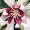 Venus White Sweetshrub (Calycanthus) - 3 Gallon Pot