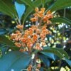 Apricot Echo Tea Olive - Osmanthus Fragrans Aurantiacus - 1 Gallon Pot