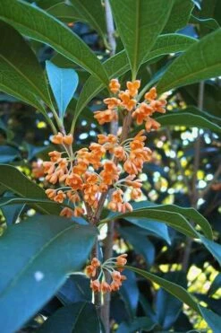 Apricot Echo Tea Olive (Osmanthus Fragrans Aurantiacus) - 7 Gallon Pot (3-4')