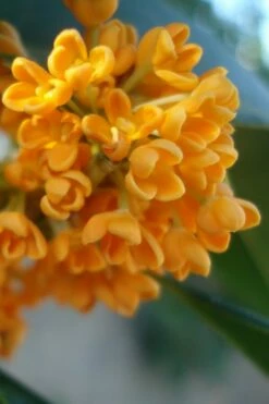 Fragrant Orange Tea Olive - Osmanthus Fragrans Aurantiacus - 6 Pack Of 1 Gallon Pots