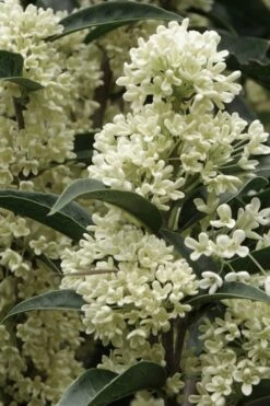 Fudingzhu Fragrant White Tea Olive (Osmanthus Fragrans) - 3 Gallon Pot