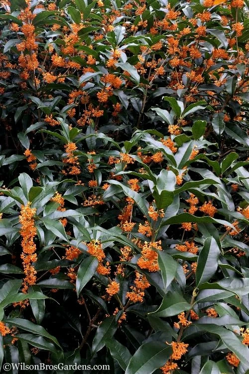 Fragrant Orange Tea Olive - Osmanthus Fragrans Aurantiacus - 3 Gallon Pot - Image 7