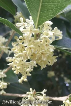 Fragrant White Tea Olive - 7 Gallon Pot (5-6')